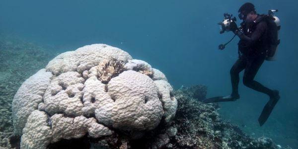 Fine della Grande Barriera Corallina.