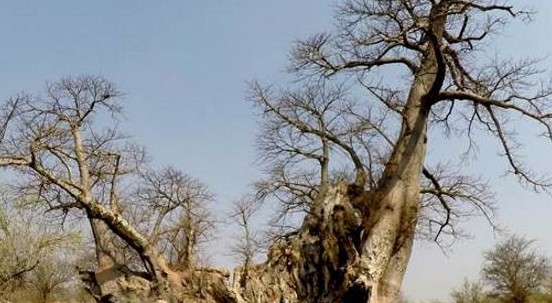 I più antichi baobab d’Africa stanno morendo