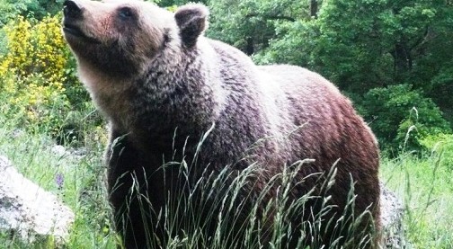 Mele biologiche per gli orsi dei parchi d’Abruzzo, Lazio, Molise e Majella