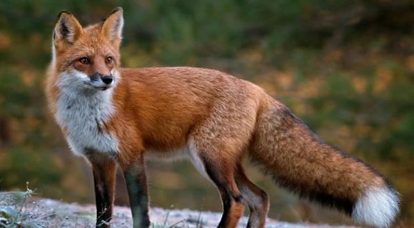 Lombardia: esteso il permesso di caccia alla volpe