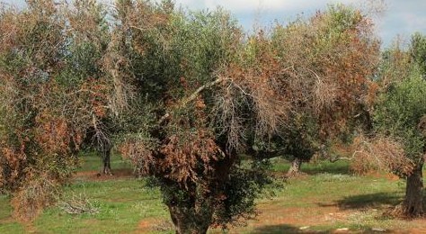 Xylella: Cinque anni persi. Il rapporto causa-effetto fra xylella e disseccamento degli ulivi è chiaro