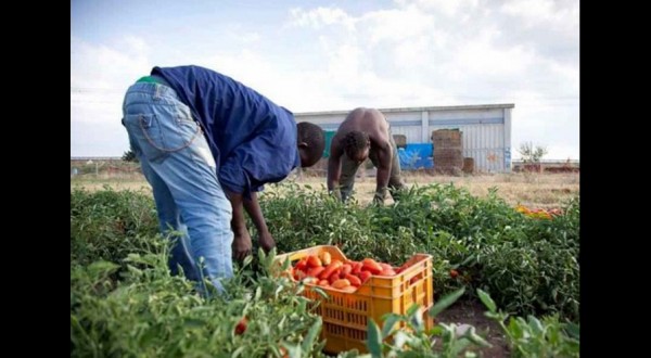 Coldiretti: “Per i campi ci serve chi conosce il lavoro, fate arrivare i braccianti stranieri”