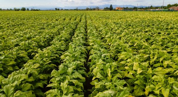 Tabacco, prorogato l’accordo Philip Morris-Ministero Politiche Agricole