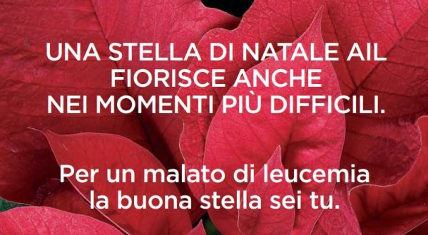 Lotta alle leucemie, tornano le Stelle di Natale dell’AIL