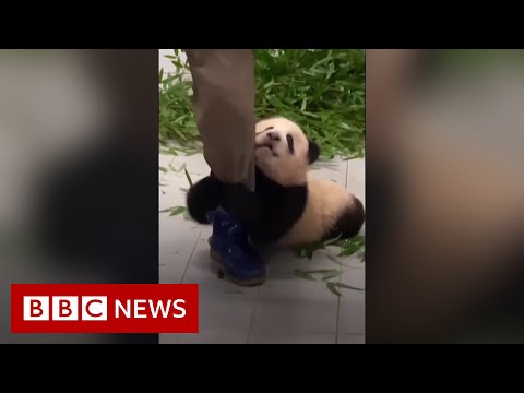 Panda cub Fu Bao clings on to zookeeper’s leg – BBC News