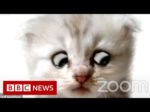 Lawyer uses Zoom filter by mistake – ‘I’m not a cat’ – BBC News