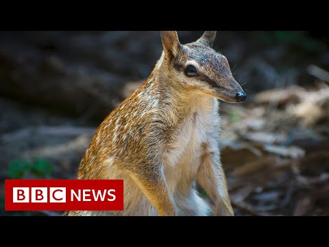 Saving Australia’s numbats – BBC News