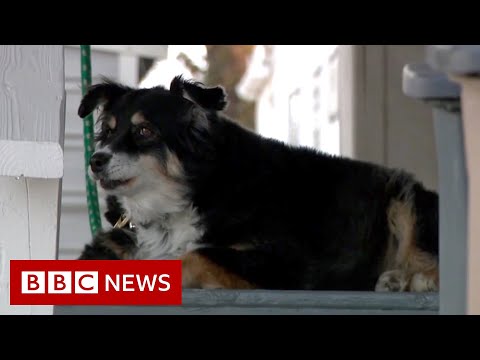 Dog inherits $5 million from deceased owner – BBC News