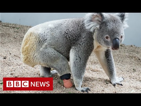 Koala gets prosthetic foot from dentist – BBC News