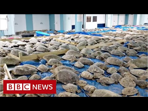 Thousands of cold-stunned turtles rescued from Texas weather – BBC News