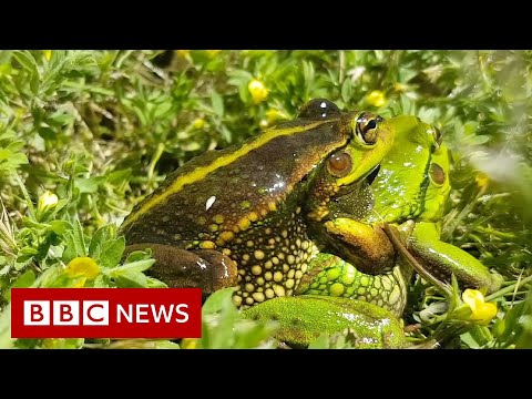 The mission to restore an Australian wetland – BBC News