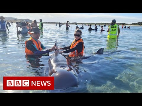 Rescuers save whales from notorious stranding spot – BBC News