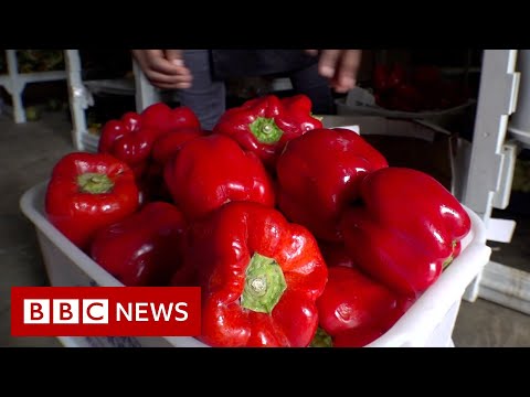 Tackling food waste in South Africa – BBC News