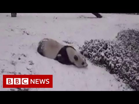 Pandas sliding in the snow – BBC News