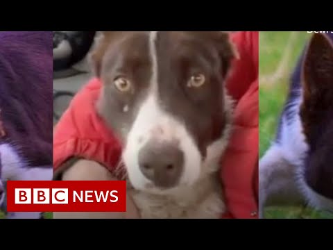 Border collie smash World’s record for the most expensive sheepdog – BBC News