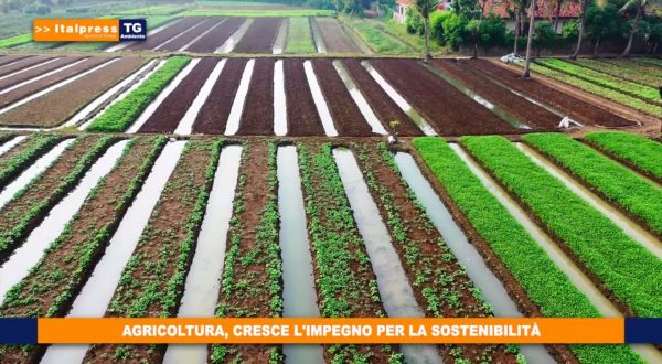 Italpress e Ideegreen siglano partnership per diffusione Tg Ambiente