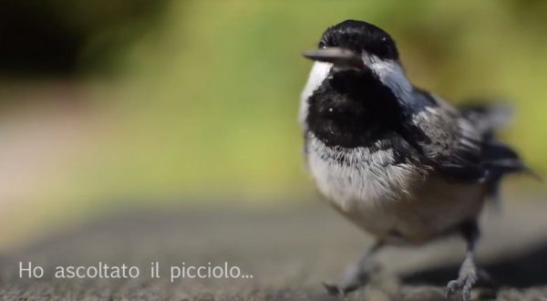 Giornata Mondiale della Poesia, nasce il #poetuber