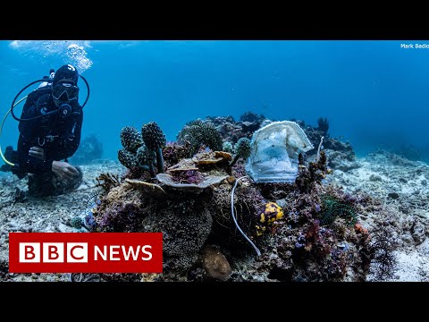 Philippines reef littered with face masks – BBC News