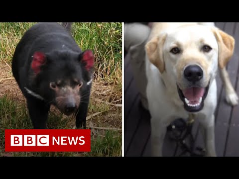 Dogs help endangered Tasmanian devils breed in Australia – BBC News