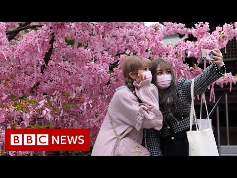 Japanese cherry blossom festival hit by Covid restrictions – BBC News