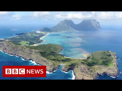 Saving an Australian paradise’s ‘cloud forest’ – BBC News