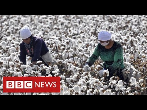 Nike and H&M face China backlash after warning of Uighur forced labour in cotton industry – BBC News