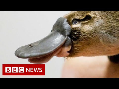 World’s first platypus refuge – BBC News