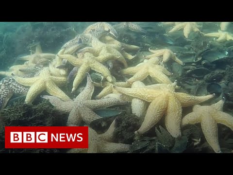 Starfishes removed to save endangered species in Australia – BBC News