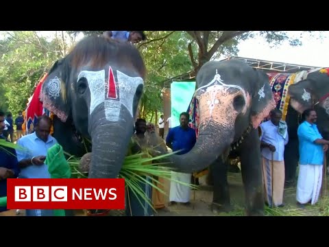 India elephant ‘rejuvenation camp’ allows animals to ‘relax’ – BBC News