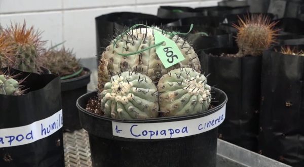 Cactus rarissimi sequestrati tornano in Cile