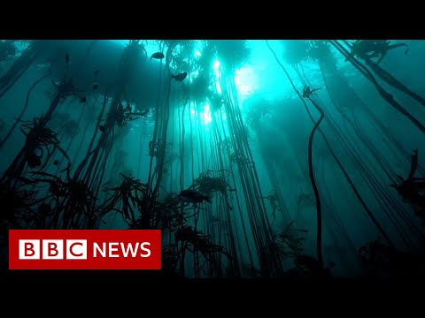 Saving the Octopus Teacher kelp forest – BBC News