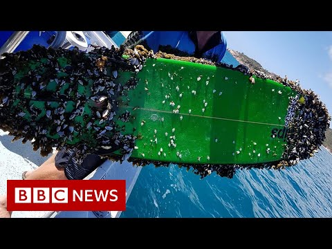 Surfer’s ‘shock’ reunion with long-lost board – BBC News