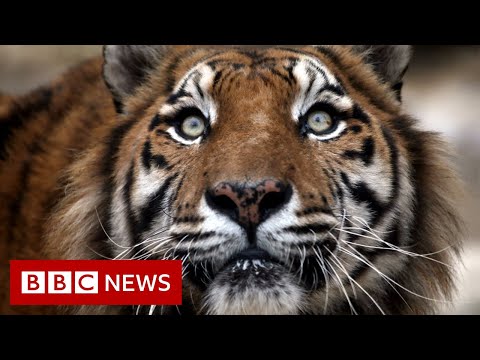 Siberian tiger roams around Chinese village – BBC News