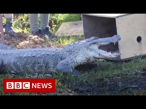 Rapper reptiles: Alligators make a splash at new home – BBC News