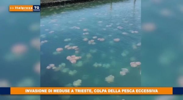 Invasione di meduse a Trieste, colpa della pesca eccessiva