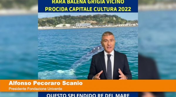 Avvistata balena Grigia a Pozzuoli “Pecoraro Scanio “Rispettate questi grandi cetacei”