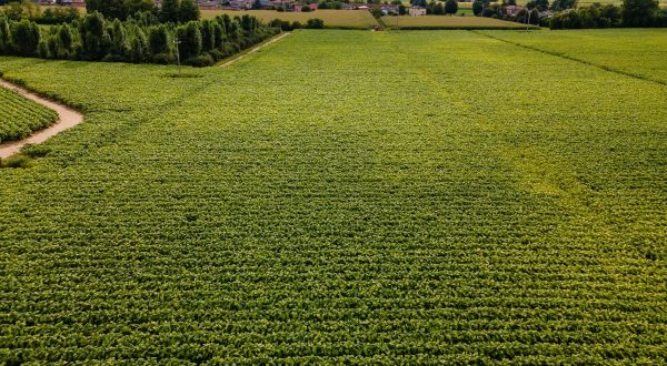 Filiera agricola del tabacco, accordo Philip Morris-Coldiretti