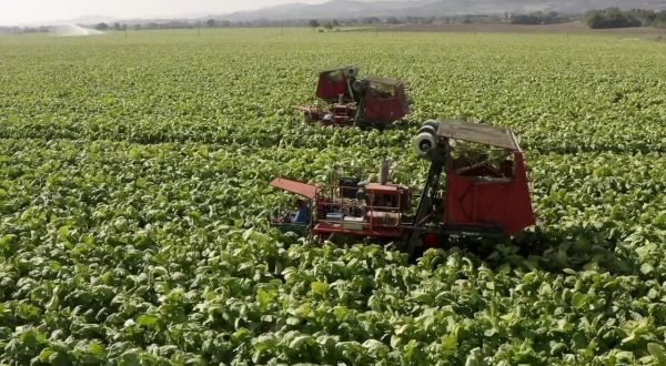 Tabacco, intesa Coldiretti-Philip Morris per la sostenibilità