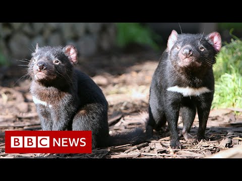 Tasmanian devils born on Australian mainland after 3,000 years – BBC News