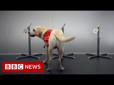 Sniffer dogs could bolster coronavirus screening at airports – BBC News