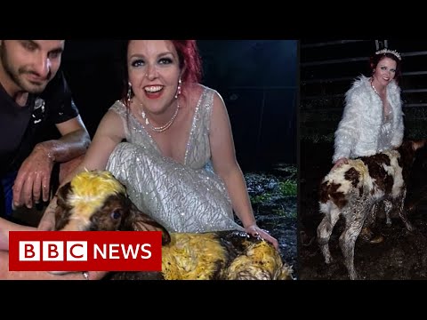 Australian bride gets muddy for arrival of calf at wedding – BBC News