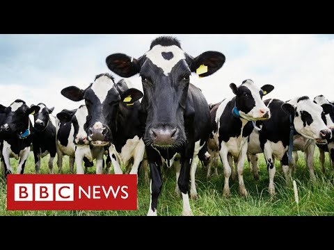 Call for urgent cuts in methane gas emissions to tackle global warming – BBC News