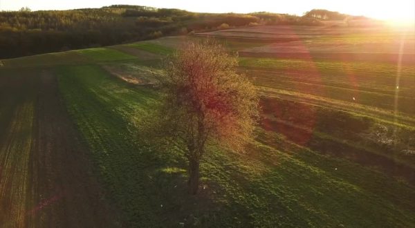 Arbolia, nuovi boschi urbani nelle città italiane