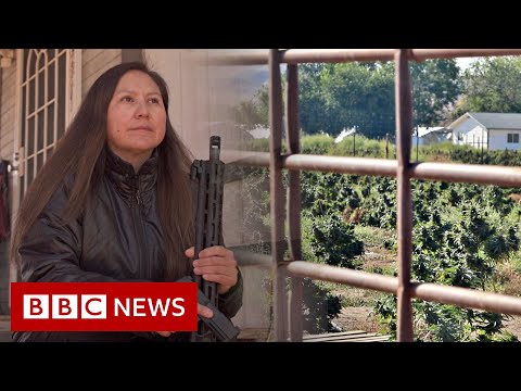 Cannabis boom and bust on Native American land – BBC News