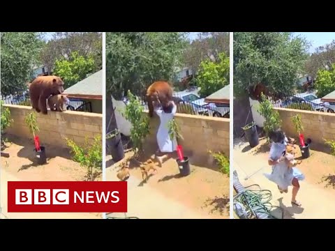 US girl fights off bear to protect dogs – BBC News