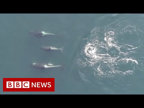 Drone cameras record social lives of killer whales – BBC News