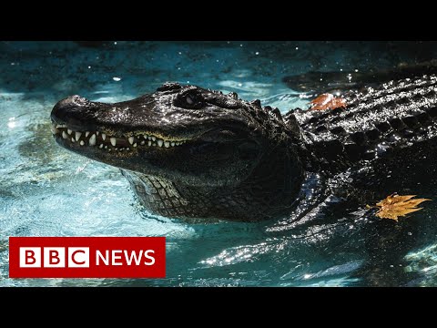 ‘World’s oldest’ alligator celebrates 85th birthday – BBC News