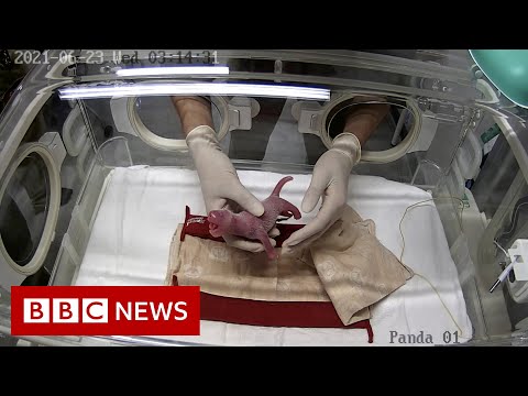 Giant panda gives birth to twins at Tokyo’s Ueno Zoo – BBC News