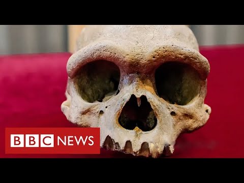 New human species found in China could be our “closest evolutionary relative” – BBC News