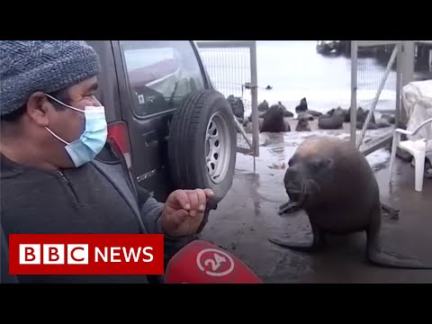 Sea lion crashes interview about problem sea lions – BBC News